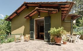 Gigli Di Firenze